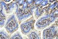 Anti-FABP4 Antibody Picoband™ (monoclonal, 10E12)